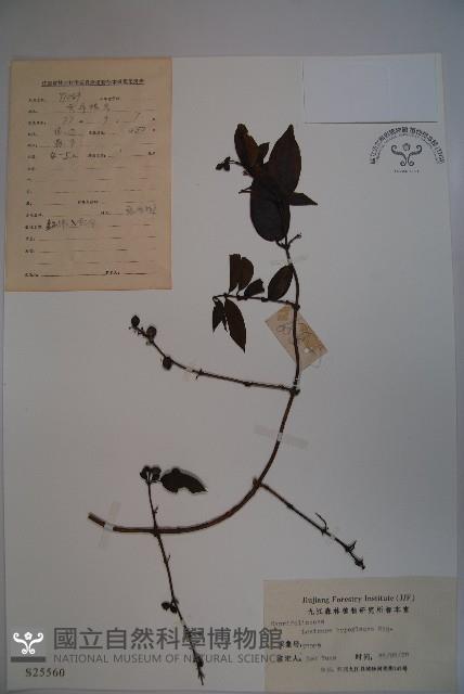 裡白忍冬、紅腺忍冬藏品圖，第1張