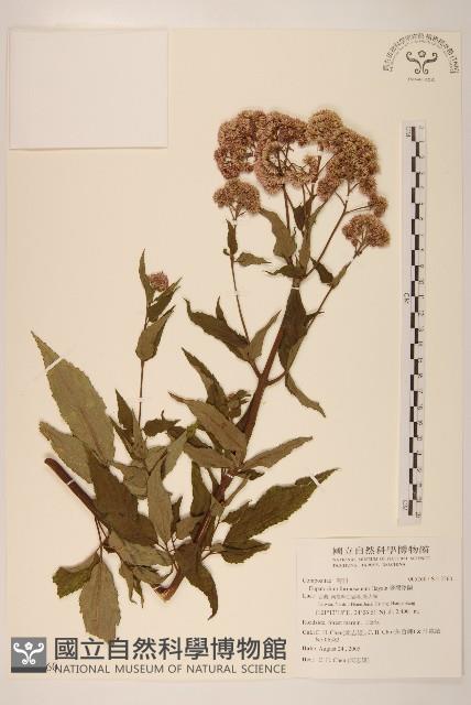 臺灣澤蘭藏品圖，第1張