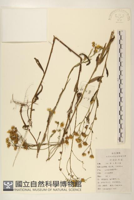 旋覆花藏品圖，第1張