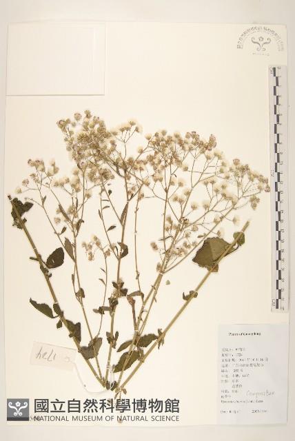 一枝香藏品圖，第1張