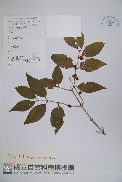 金銀忍冬藏品圖，第1張