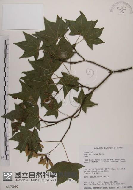 青楓藏品圖，第1張