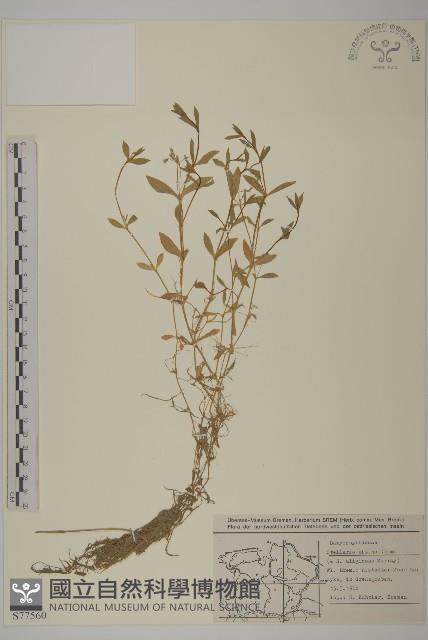 雀舌草藏品圖，第1張