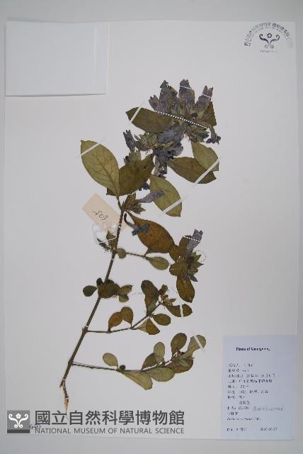 假杜鵑藏品圖，第1張