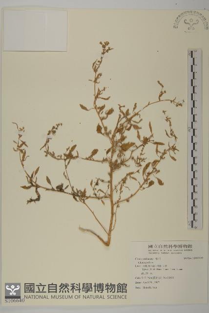 登錄號:S106640藏品圖，第1張