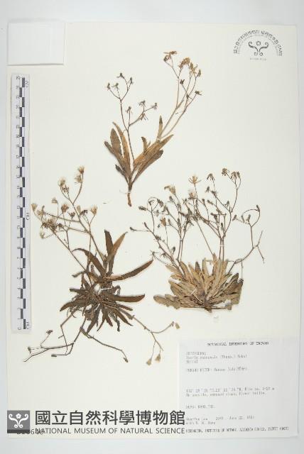 兔仔菜藏品圖，第1張