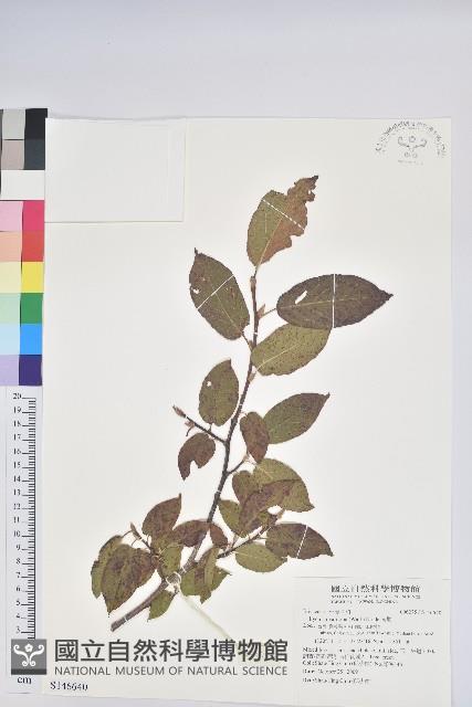 南燭藏品圖，第1張