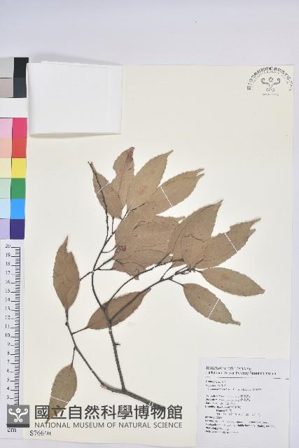 長尾栲、長尾柯、長尾尖葉櫧藏品圖，第1張