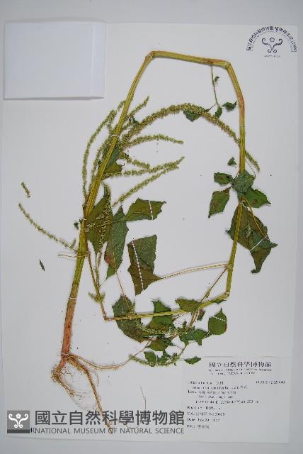 青莧藏品圖，第1張