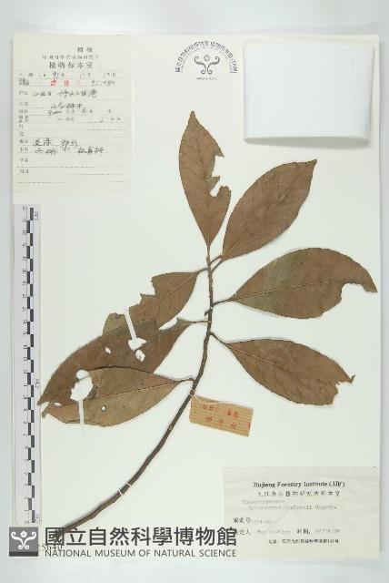 冬桃藏品圖，第1張