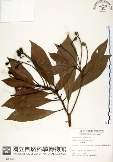 大葉楠藏品圖，第1張