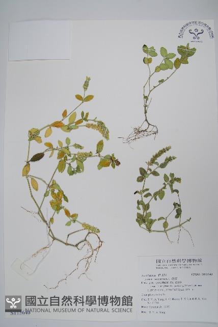 爵床藏品圖，第1張