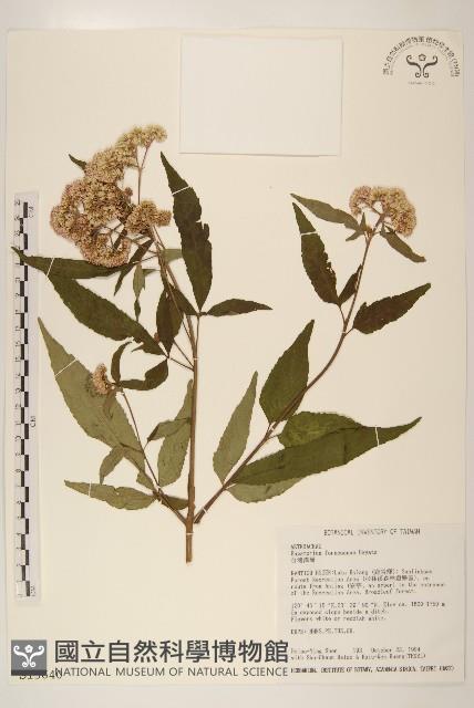 臺灣澤蘭藏品圖，第1張