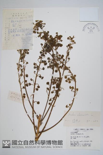 蔥木藏品圖，第1張