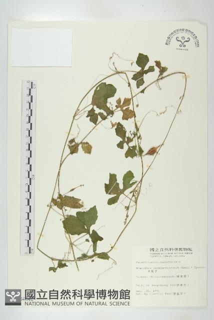 木鱉子藏品圖，第1張