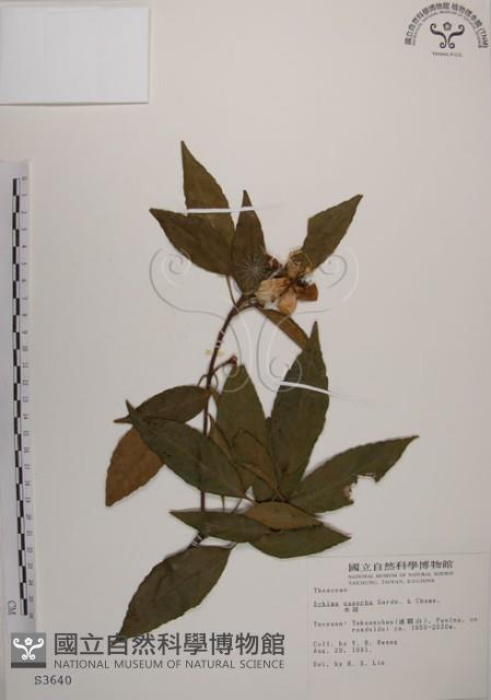 木荷藏品圖，第1張