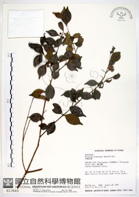 Decaspermum Collection Image