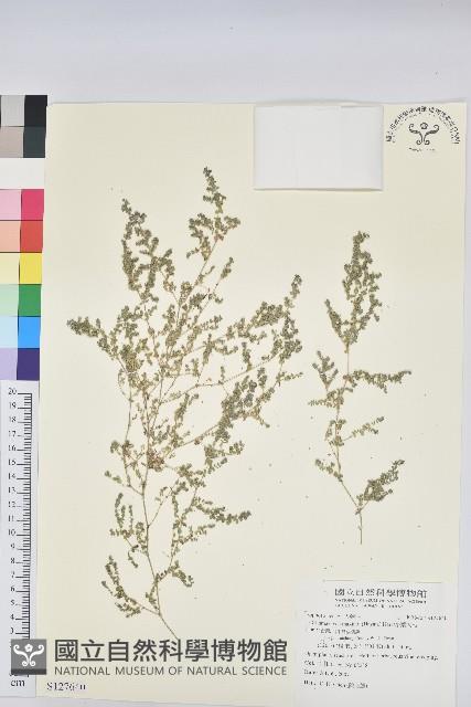 小葉大戟藏品圖，第1張