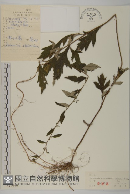 寬葉山蒿藏品圖，第1張