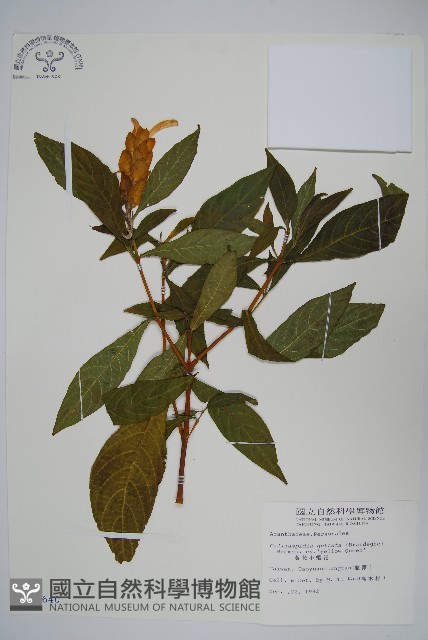 黃苞小蝦花藏品圖，第1張
