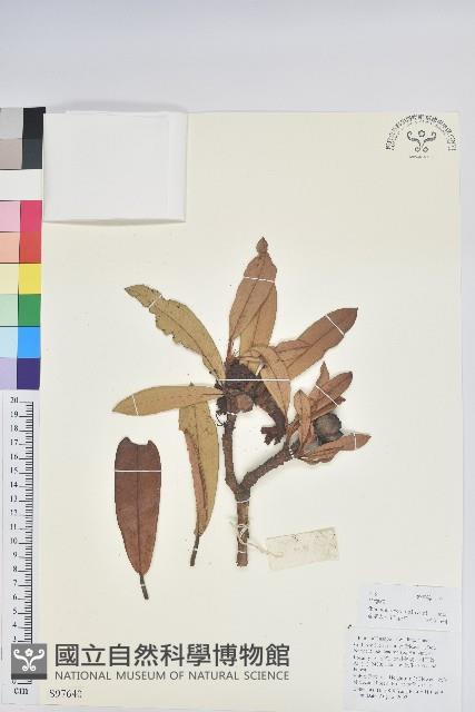 馬纓花藏品圖，第1張