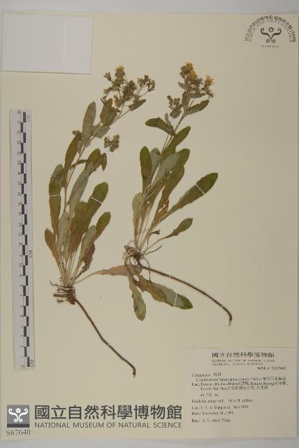 細葉假黃鵪菜藏品圖，第1張