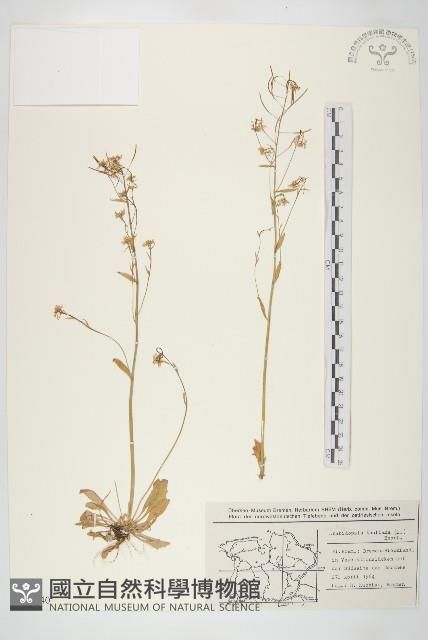 鼠耳芥藏品圖，第1張