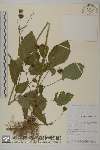 白花鬼針藏品圖，第1張