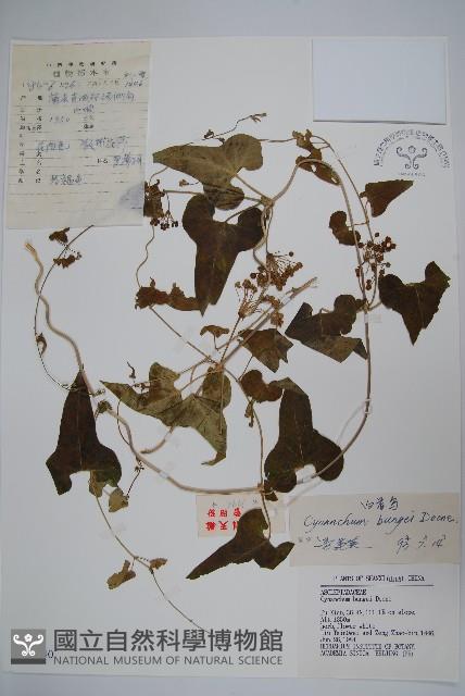 白首烏藏品圖，第1張