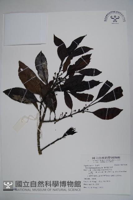 雪山冬青藏品圖，第1張