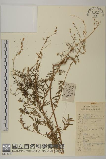 野艾蒿藏品圖，第1張