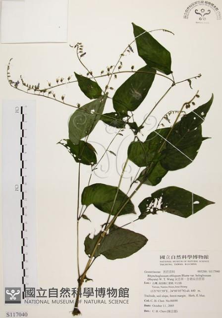尖舌草、全唇尖舌苣苔藏品圖，第1張