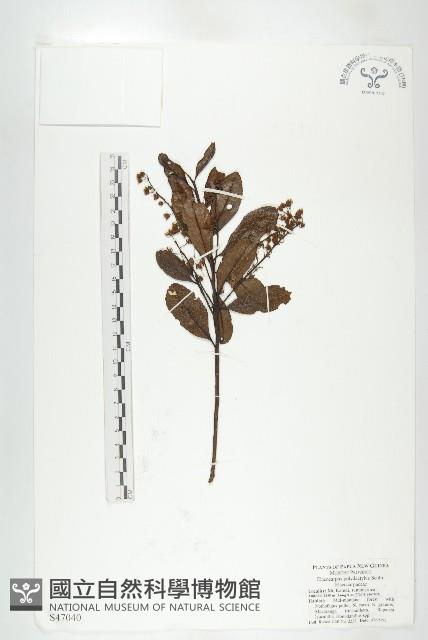 登錄號:S047040藏品圖，第1張