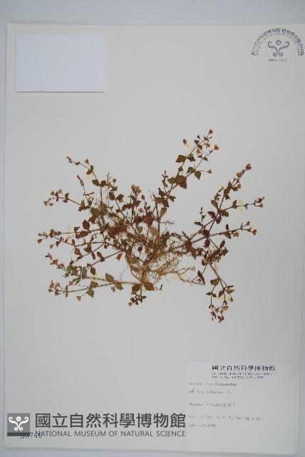 塊莖蘆莉草、紫莉花、藍蘆莉、球根蘆莉藏品圖，第1張