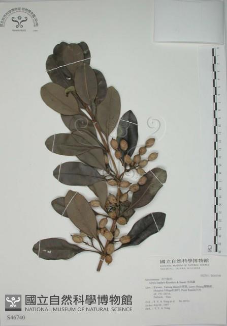 蘭嶼念珠藤藏品圖，第1張