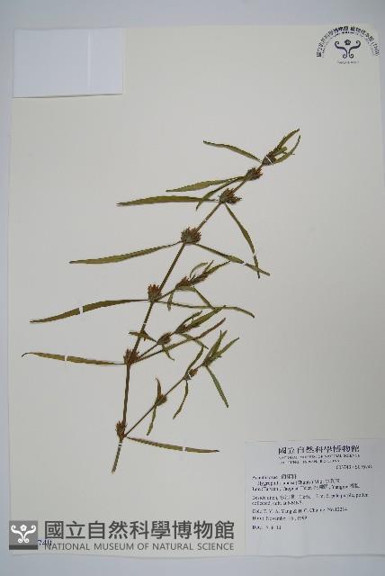 水蓑衣藏品圖，第1張