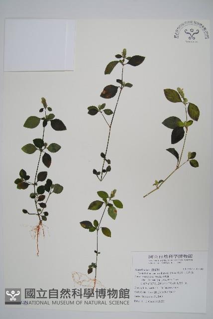 爵床、六角英藏品圖，第1張