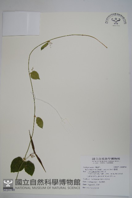 鷗蔓藏品圖，第1張