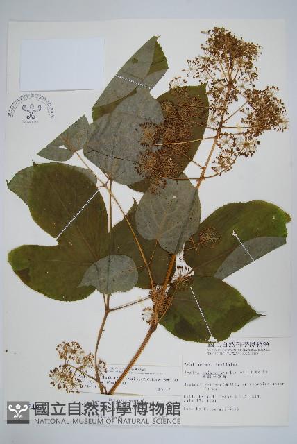 登錄號:S003740藏品圖，第1張