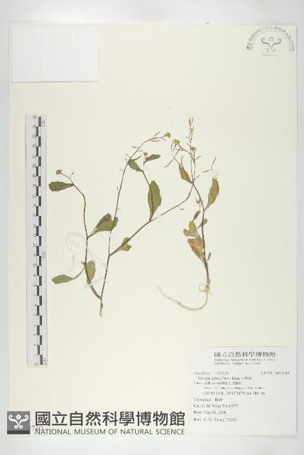 小葶藶藏品圖，第1張