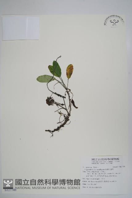 臺灣附地草藏品圖，第1張