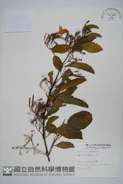 塊莖蘆莉草、紫莉花、藍蘆莉、球根蘆莉藏品圖，第1張