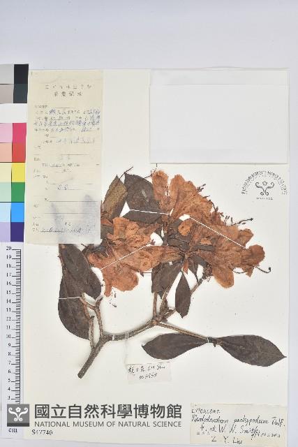 粗柄杜鵑花藏品圖，第1張