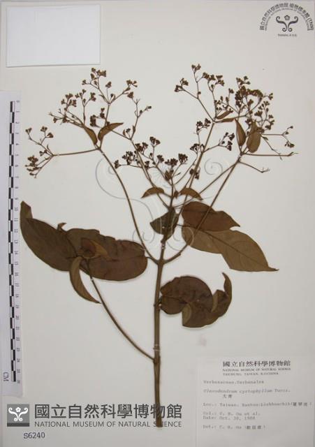 大青藏品圖，第1張