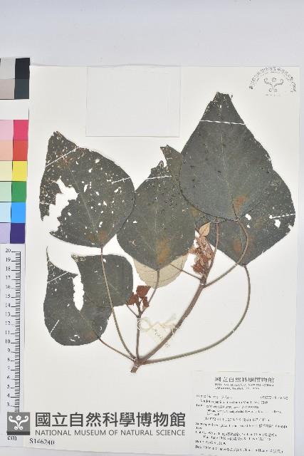 白匏子藏品圖，第1張