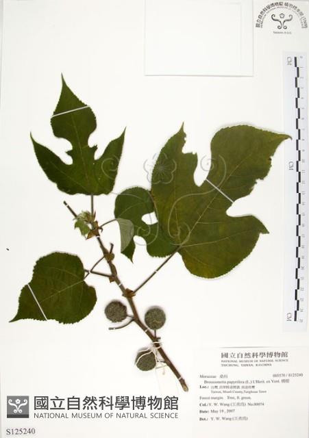 構樹藏品圖，第1張