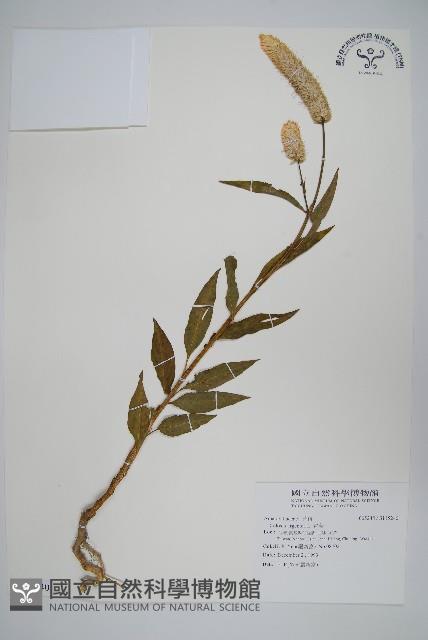 青葙藏品圖，第1張