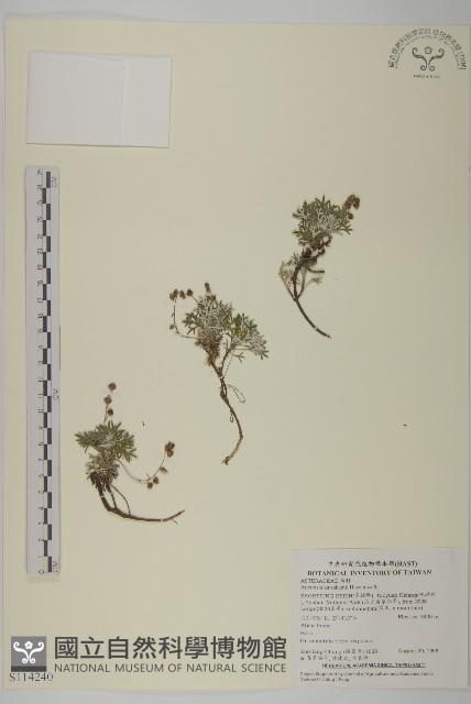 山艾藏品圖，第1張