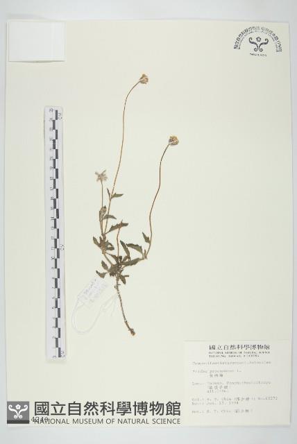 長柄菊藏品圖，第1張