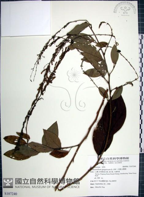 大葉山螞蝗藏品圖，第1張